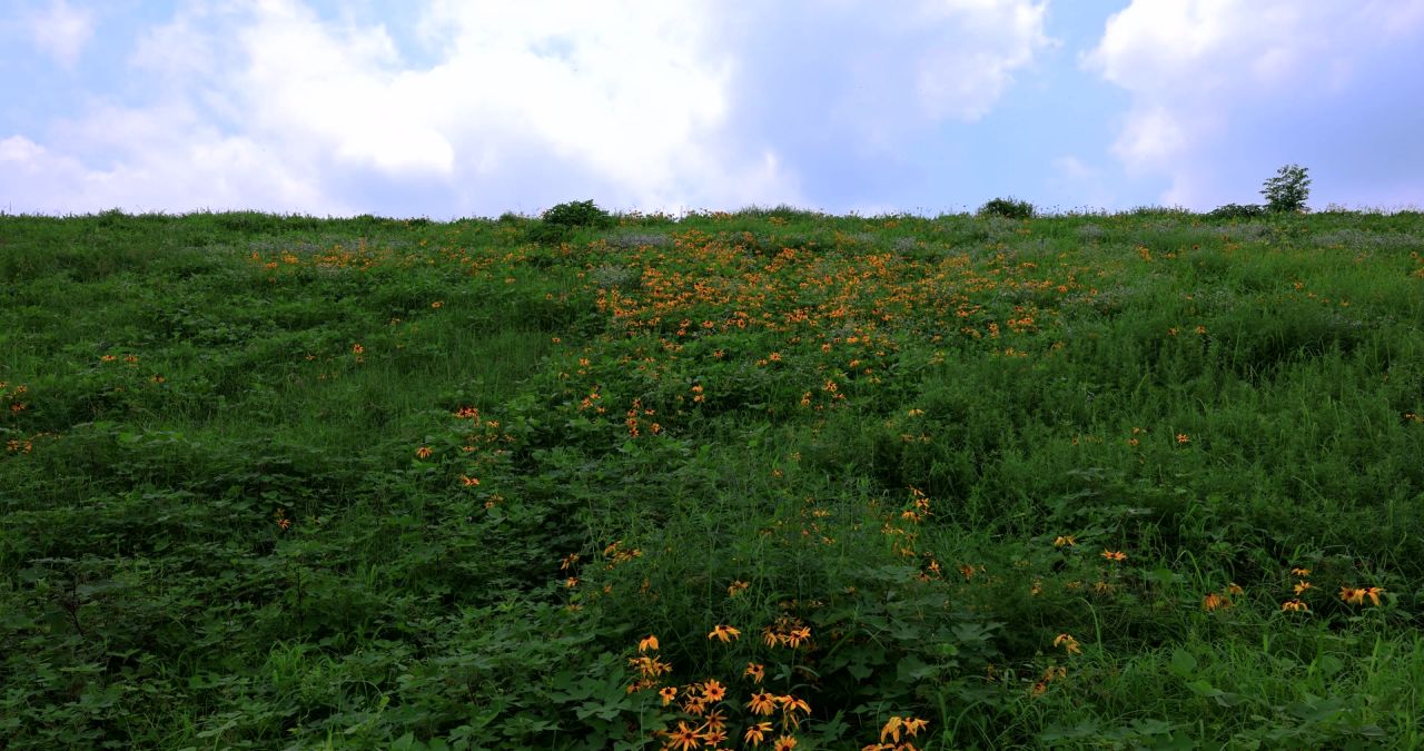 实拍8k花海中走路