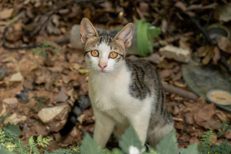 小猫小猫
