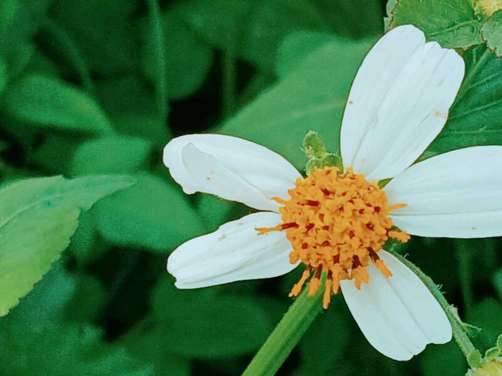 花香鸟语