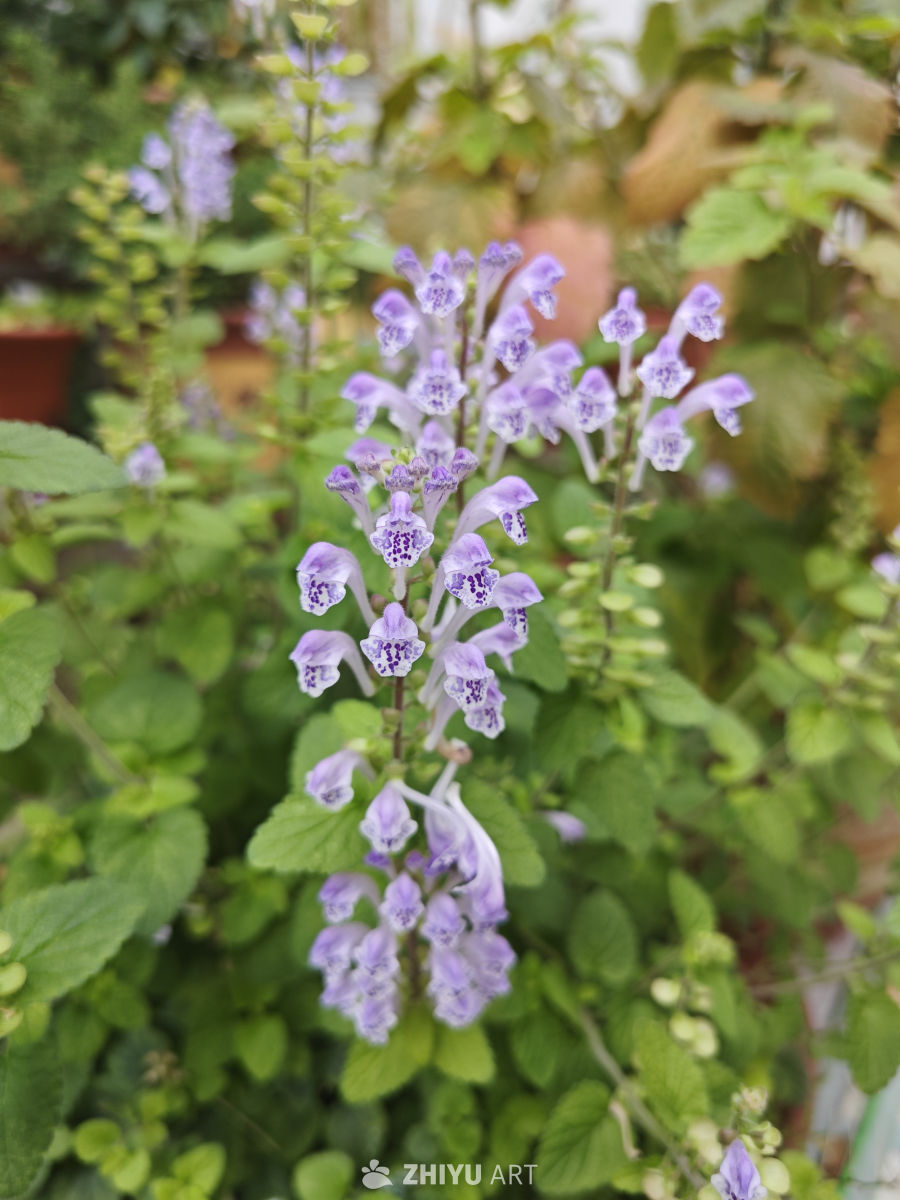 韩信草花开 1