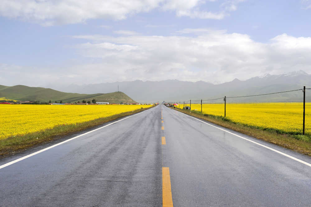 公路两侧的油菜花田