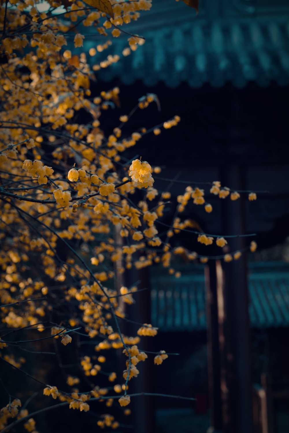 钱王祠蜡梅