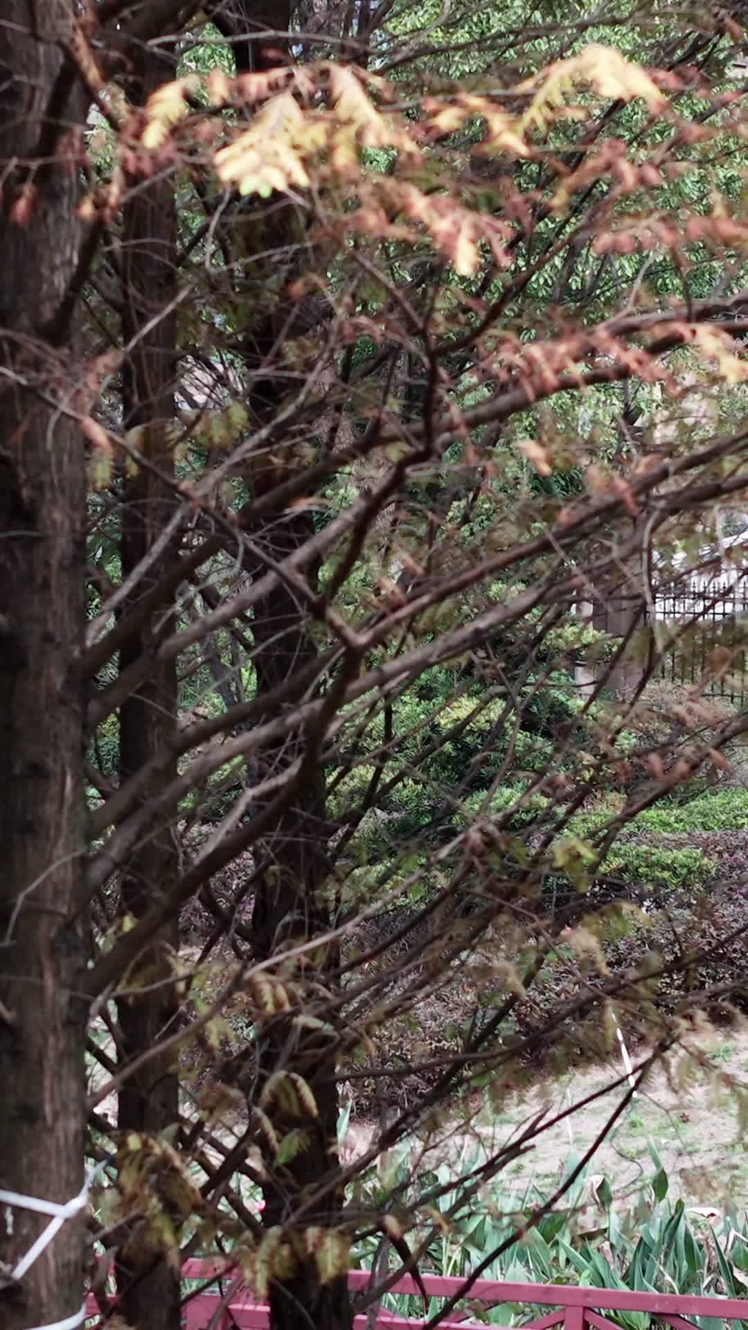 秋日公园一角