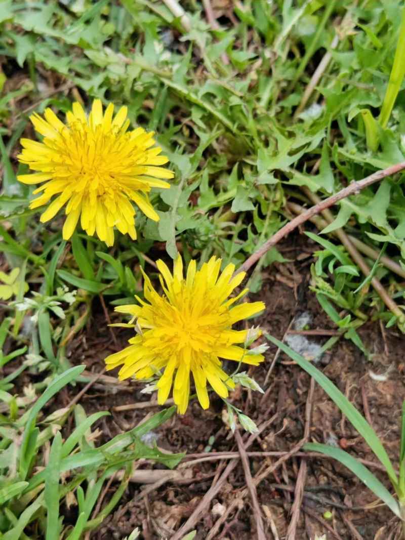 小黄花
