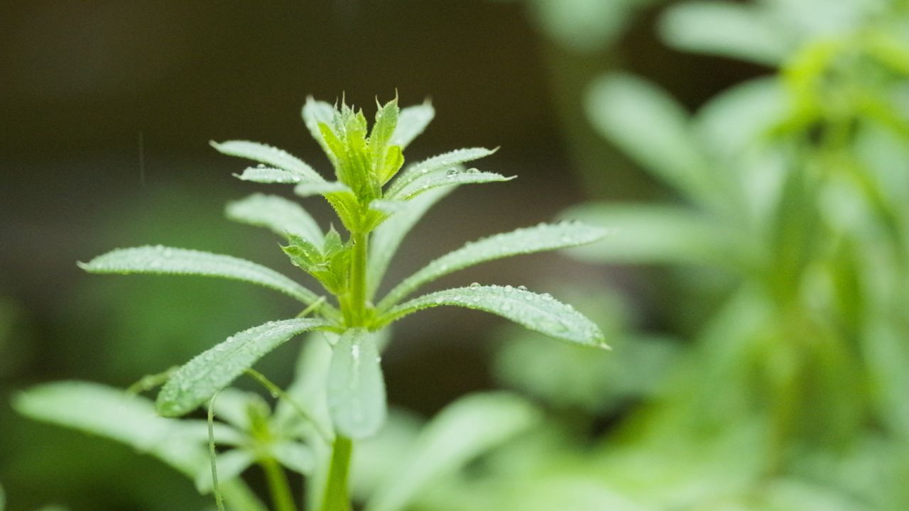 雨水滴在植物上实拍镜头