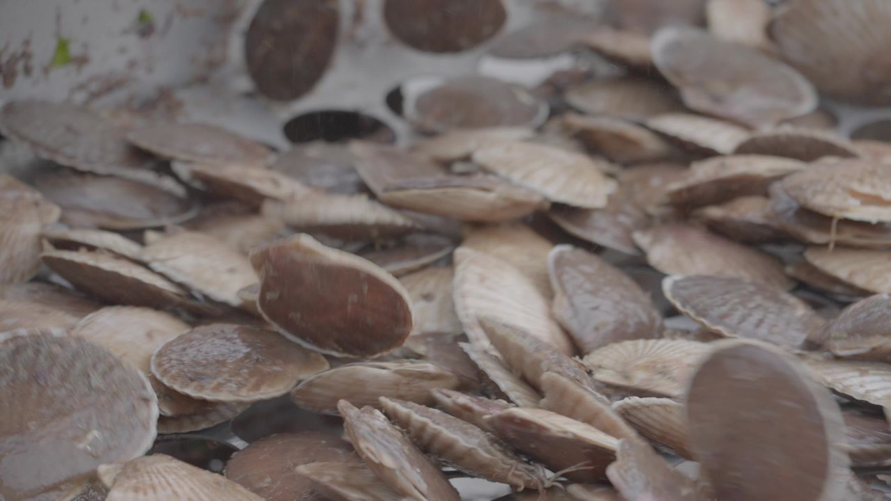 海鲜贝类捕捞加工现场