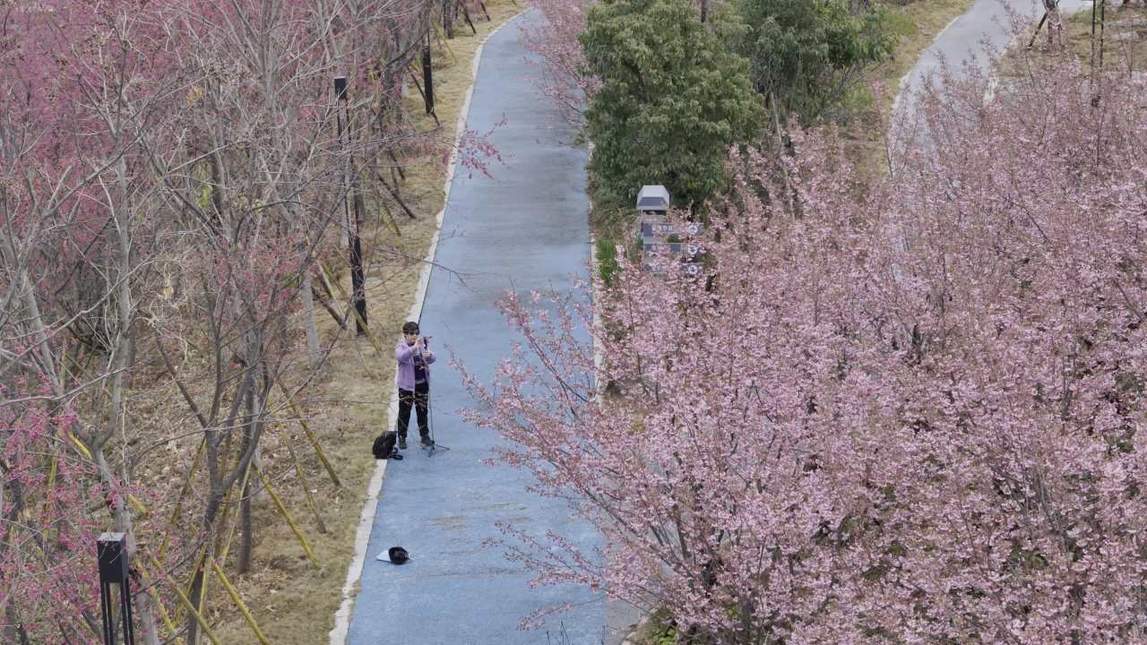 樱花下的漫步