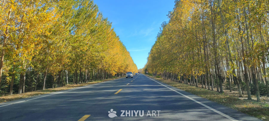 金林夹道 蓝天映秋