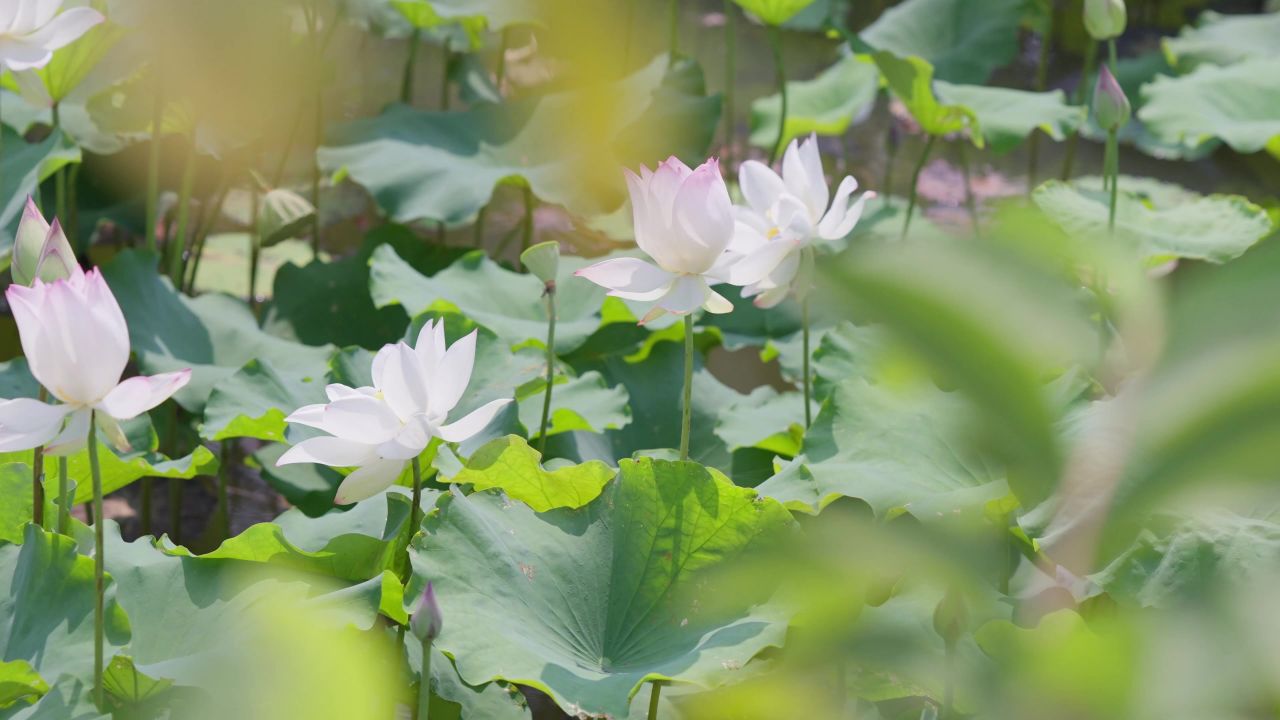 唯美荷花写真