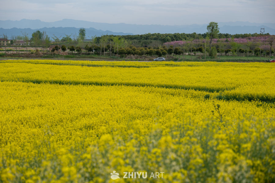 油菜花海 40