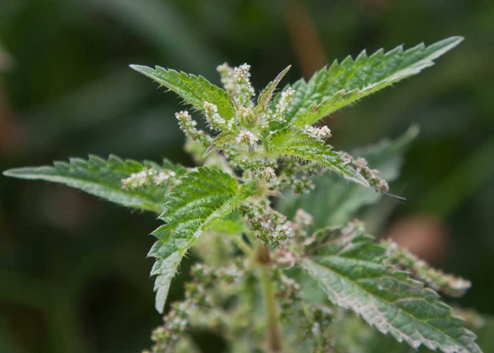 开花种子野草绿色