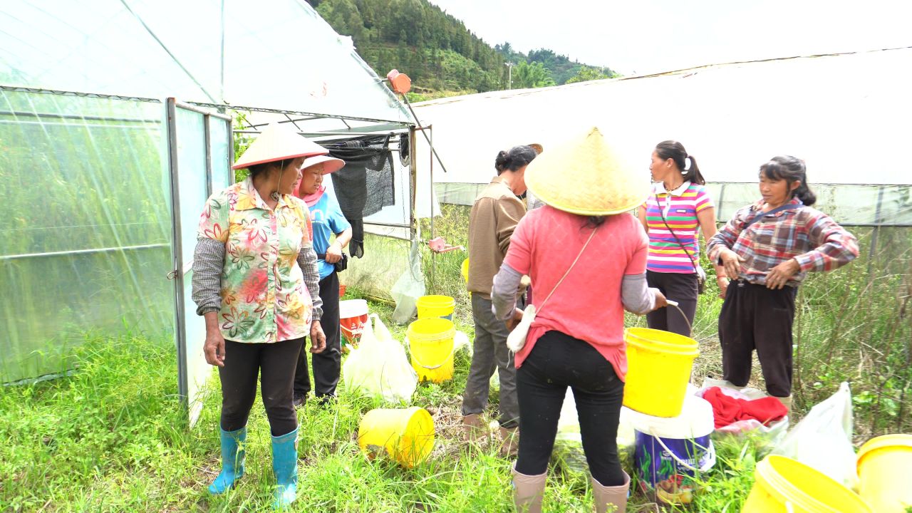 辣椒采收
