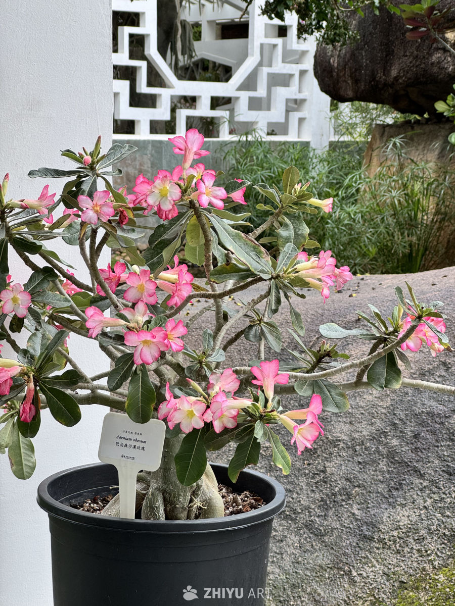 那些你不知道名字的植物-沙漠玫瑰