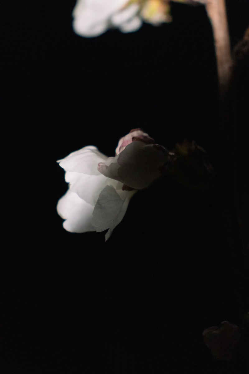 芳菲璇玑