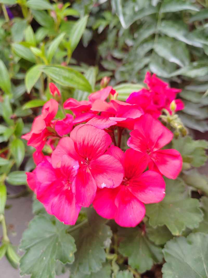 红花
