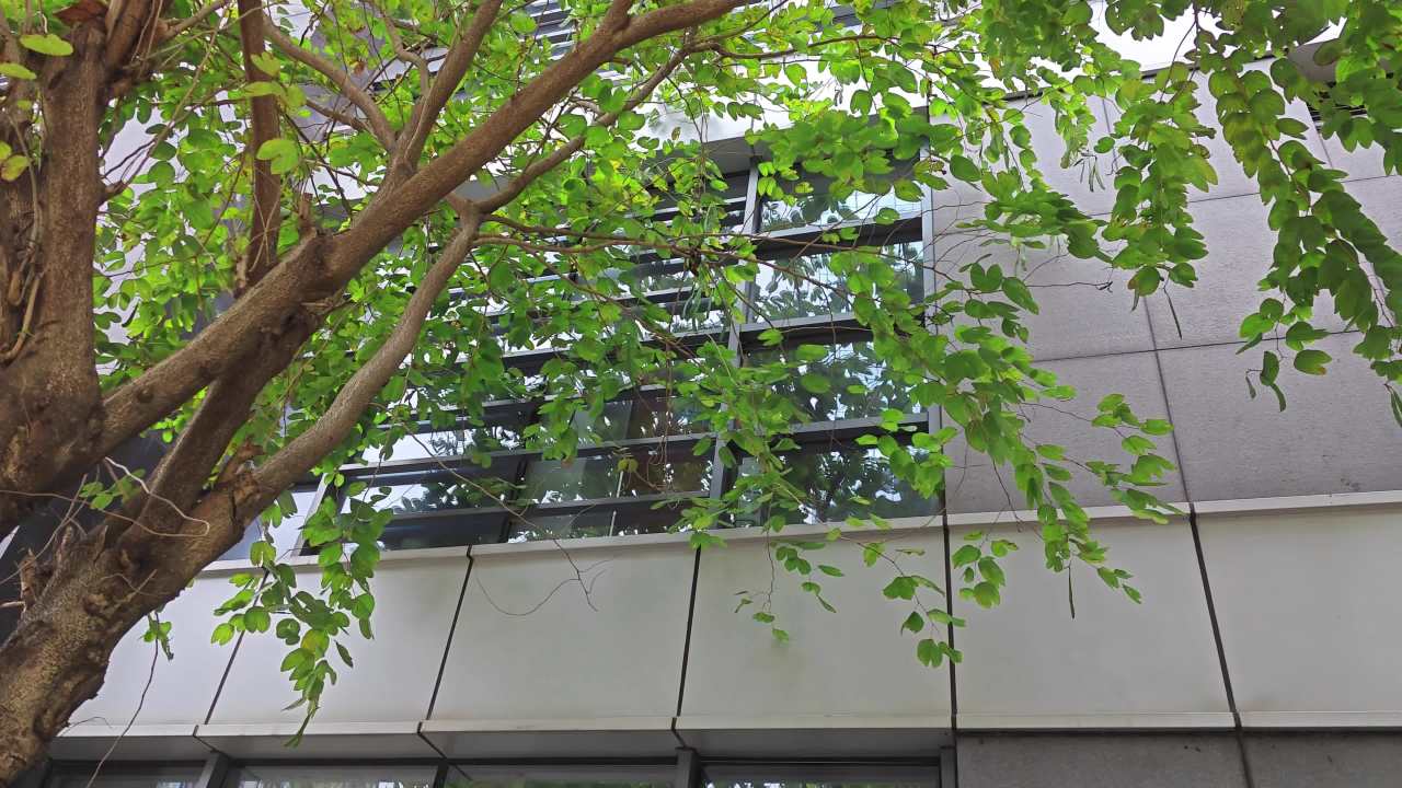 4K大楼绿树羊蹄甲右摇