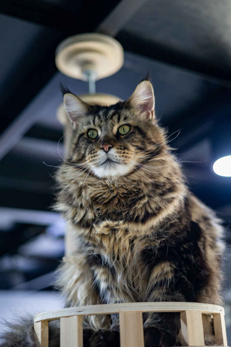 缅因猫