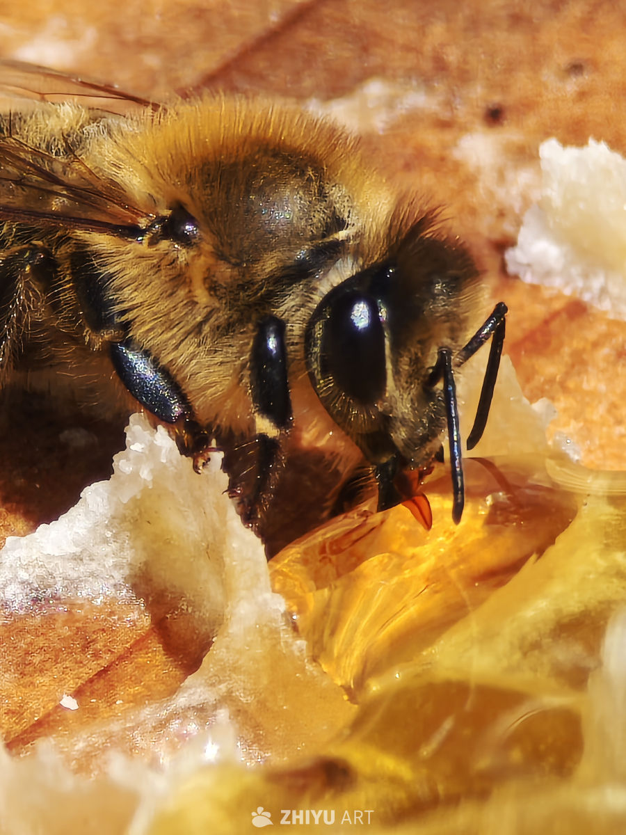 蜜蜂采蜜特写