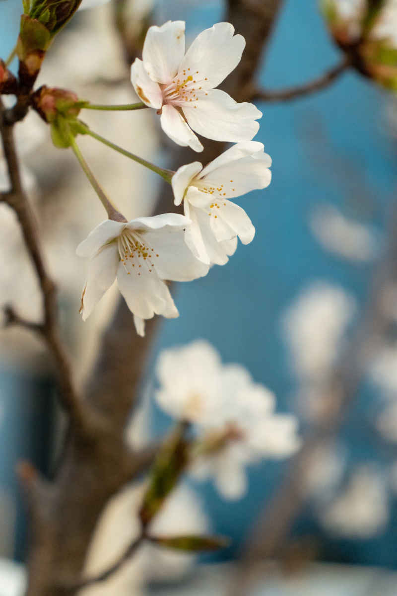 花影缤纷