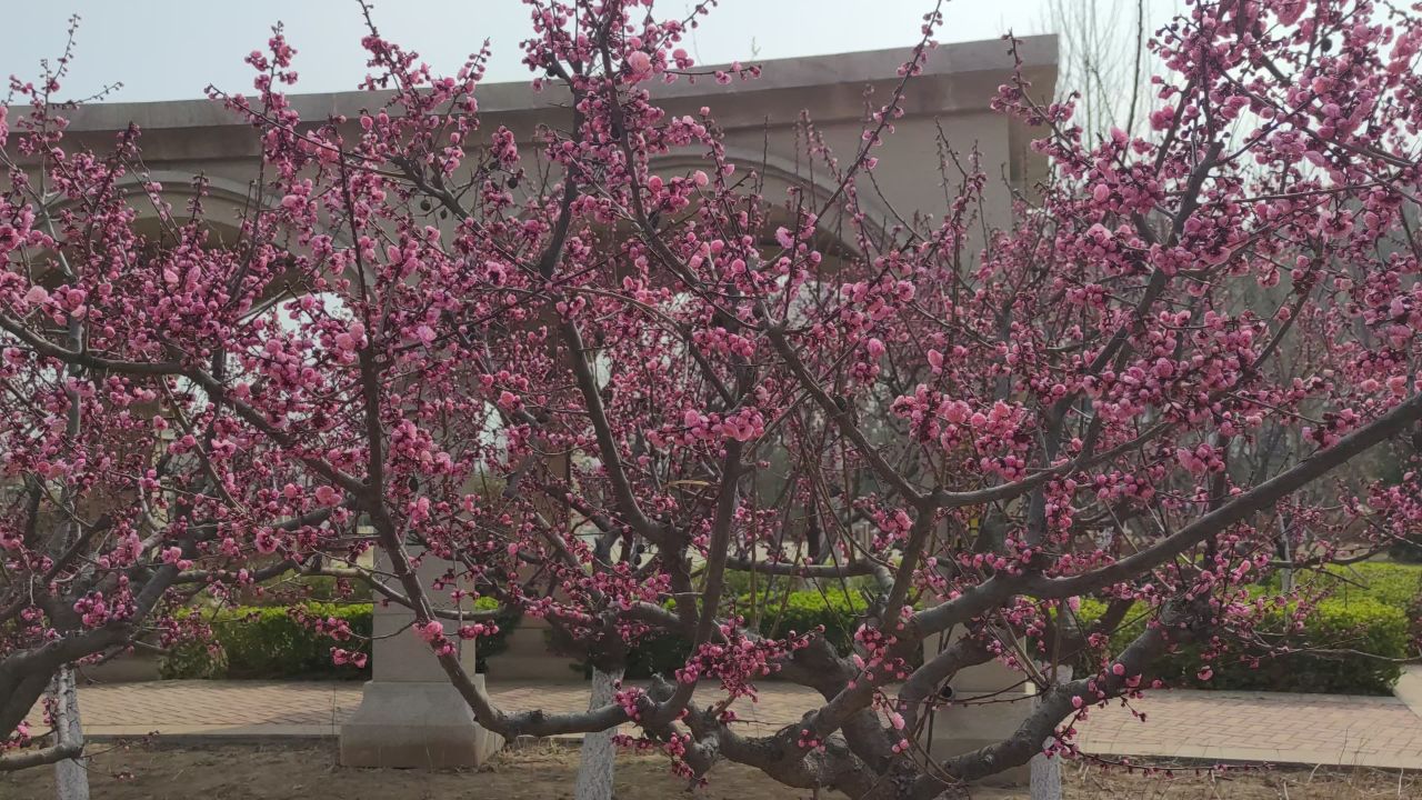 春景