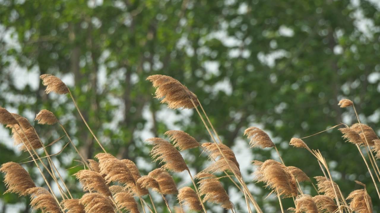 秋天芦苇荻芒菖蒲 21