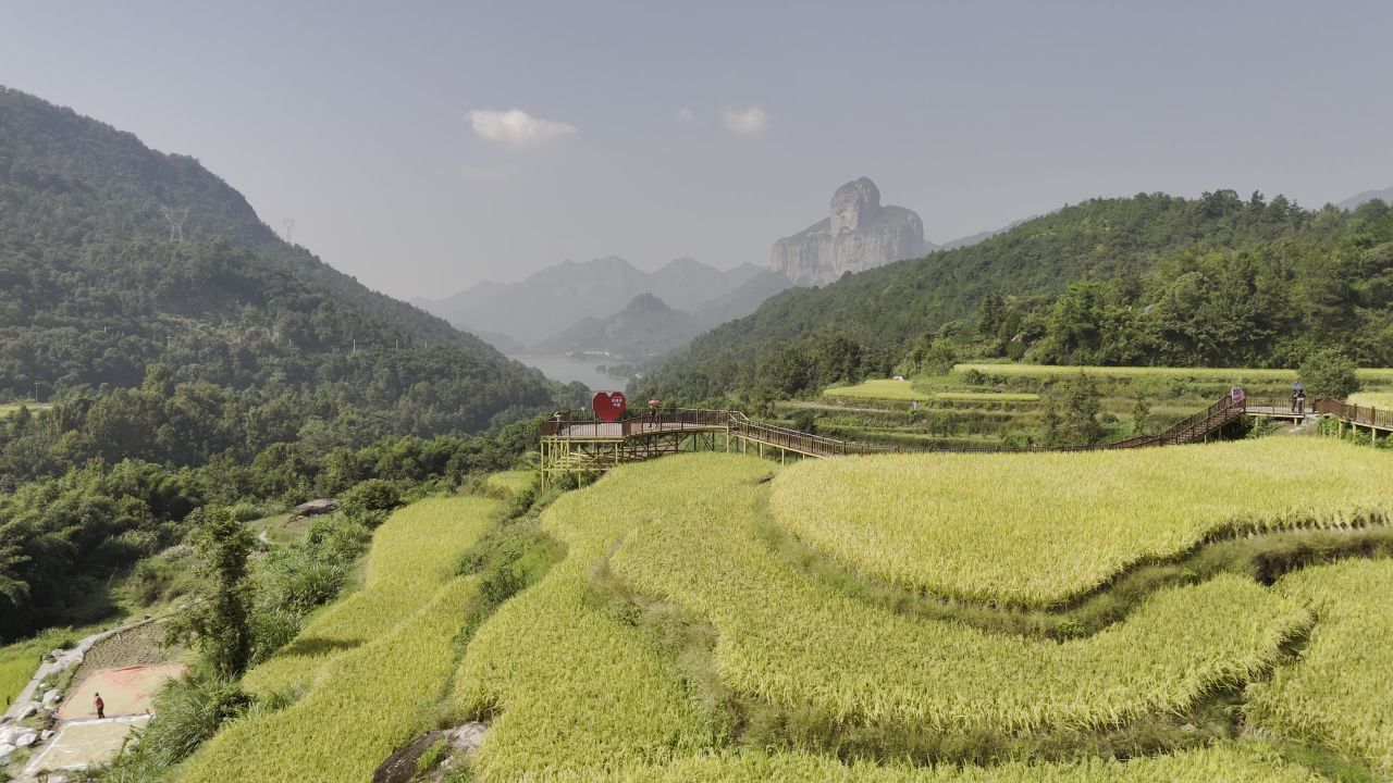 温州中雁荡山与梯田水稻 6