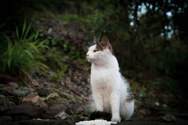 寺庙里的猫