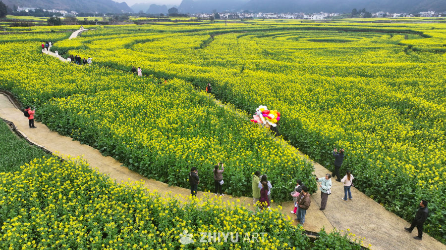 航拍油菜花盛开  美丽乡村 12