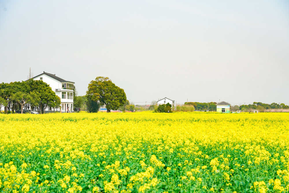 油菜花