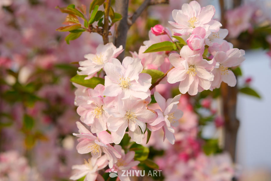 春天海棠花 67
