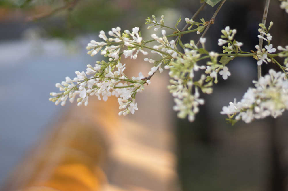 丁香