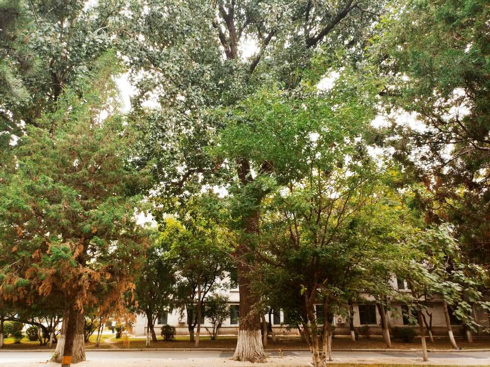 东北大学风景
