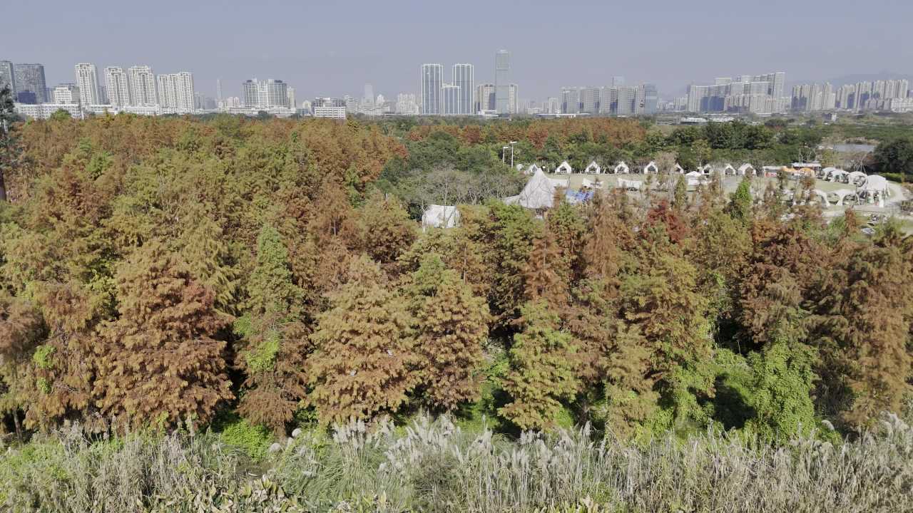 湿地红杉 30