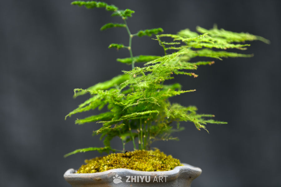 苔藓植物种植 42