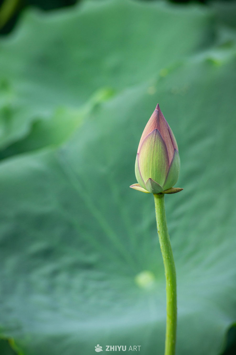 荷花 10