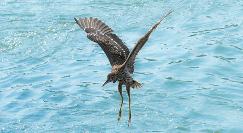大长腿海鸟