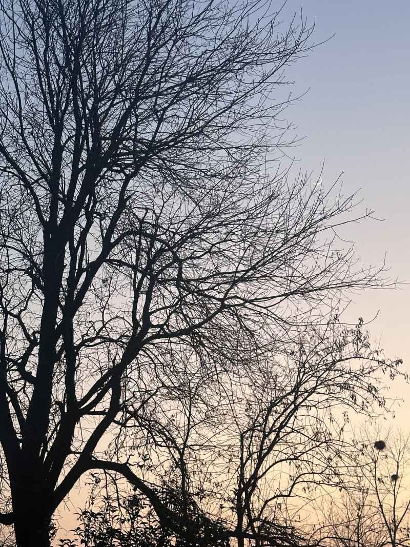 夕阳枯树