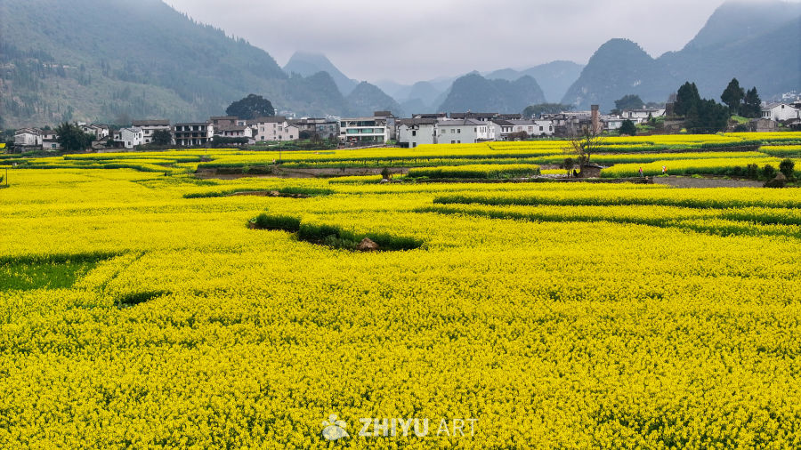 航拍油菜花盛开  美丽乡村 6