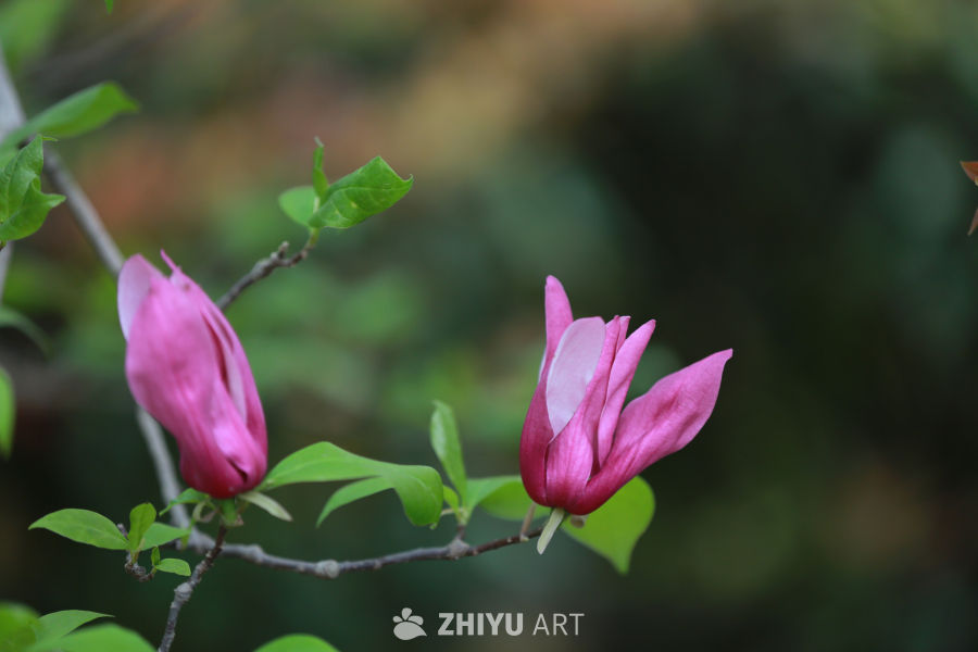 粉红花蕾绽放