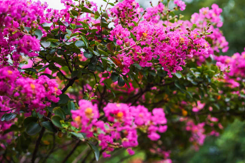紫薇花 16