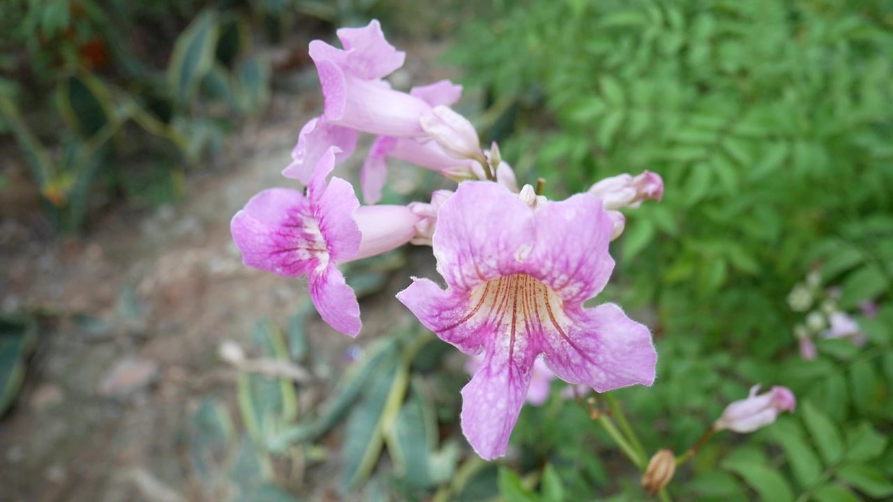 粉色非洲凌霄花特写
