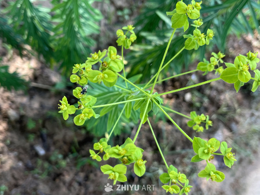 绿意盎然的花丛