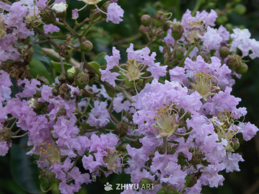 紫薇花开满枝头