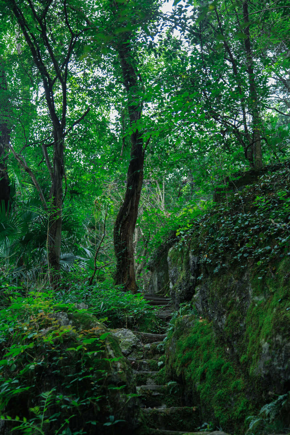 林间小路