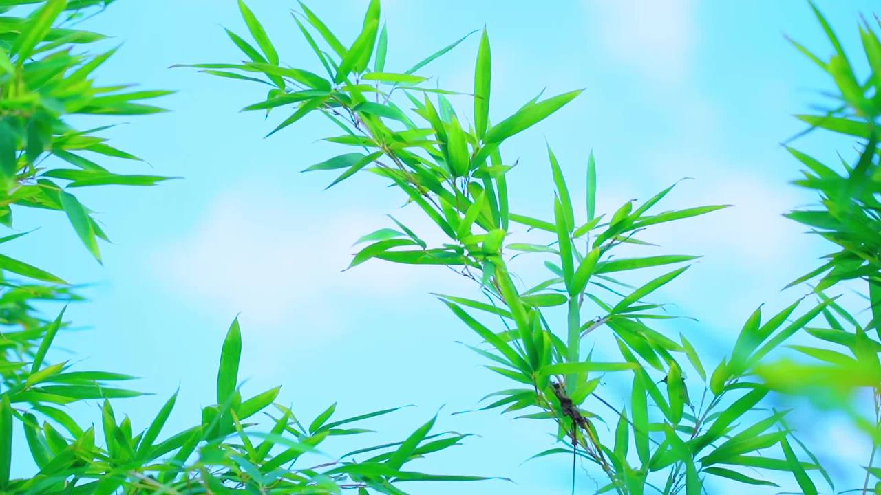 自然 5