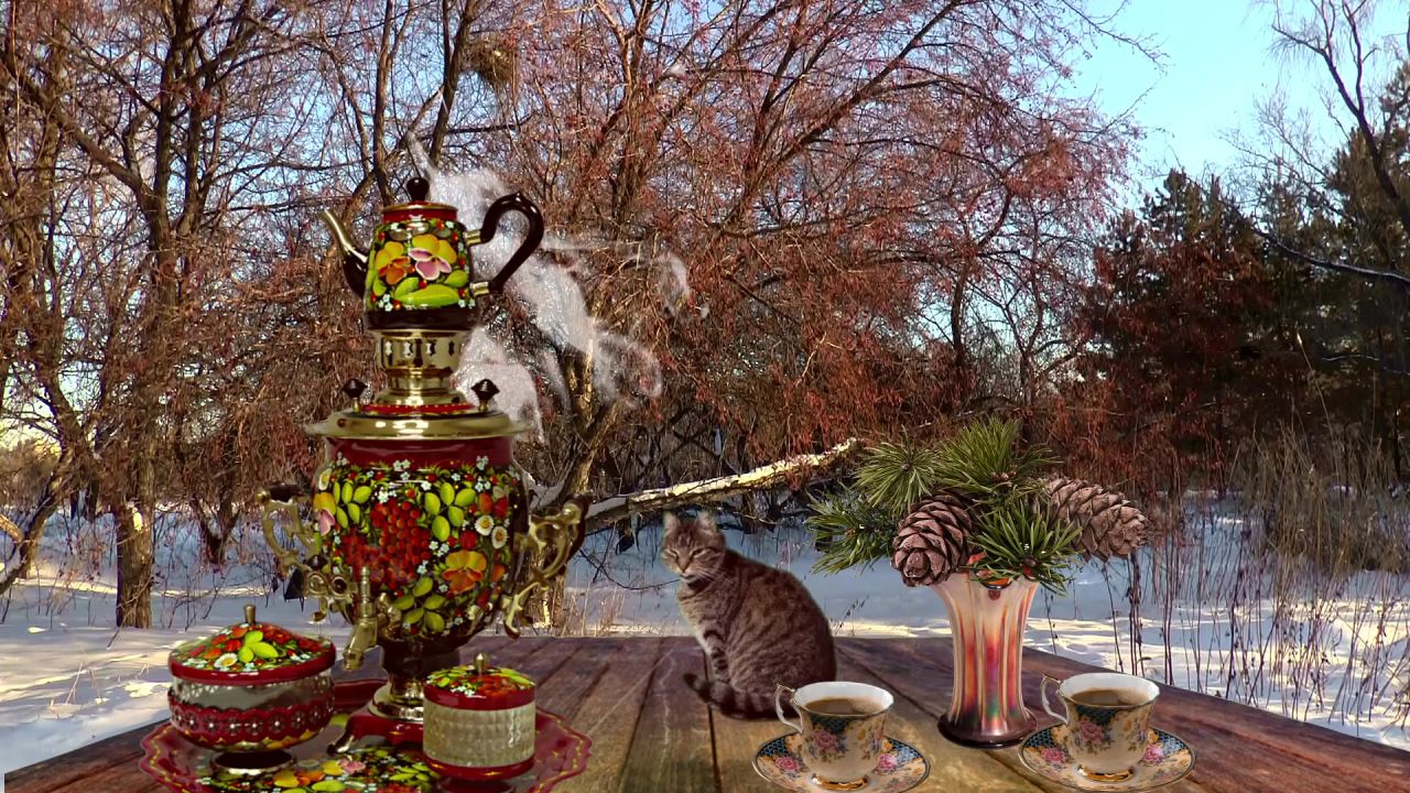 冬季茶炊猫动物