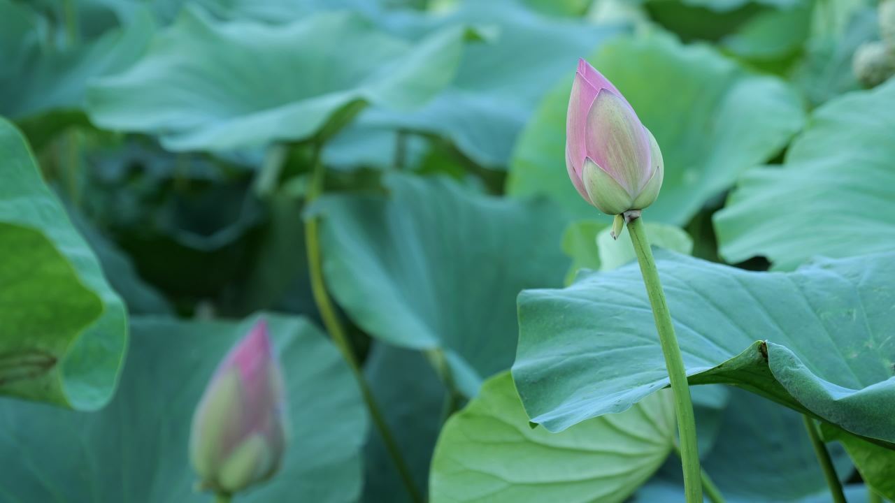 荷花 2