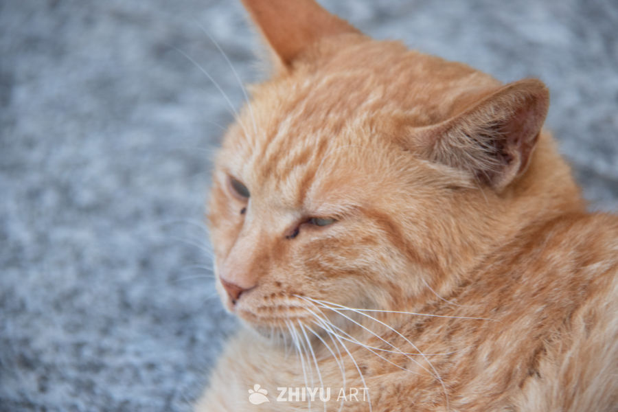 猫 16
