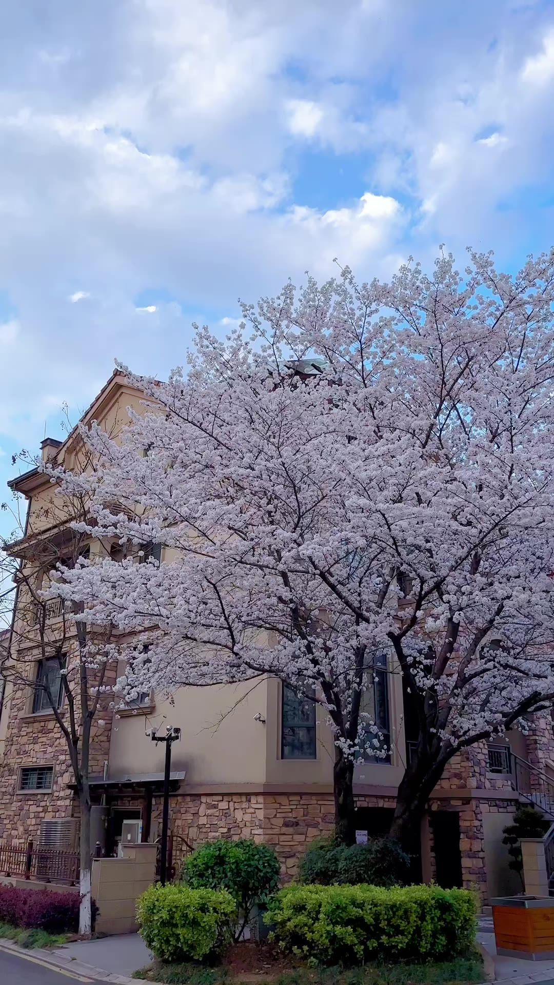 樱花