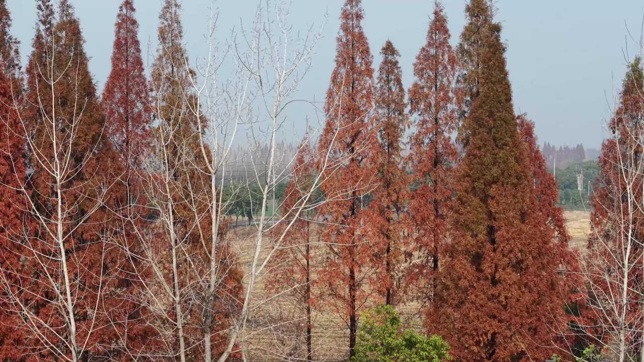 秋日红叶下的乡村静谧